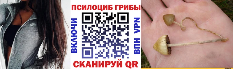 Псилоцибиновые грибы Psilocybe  Купить  Приволжск 